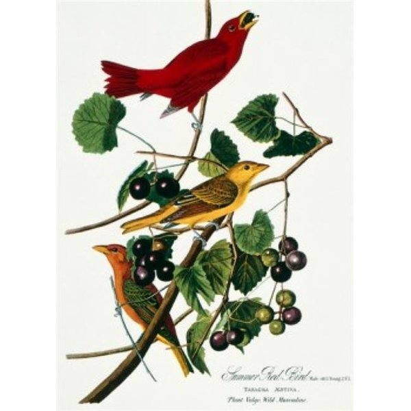 Superstock Superstock SAL900133051 Summer Red Bird by John James Audubon Lithograph; 1785-1852 Poster Print; 18 x 24 SAL900133051